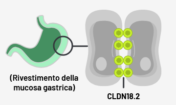 Normal gastric mucosa tissue with CLDN18.2 buried within tight junctions